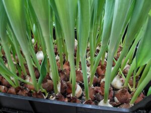 Tulipany w pojemnikach wyrastające z cebul