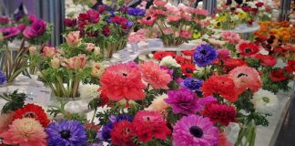 Piękne różnokolorowe kwiaty zdjęcia z wystawy ogrodniczej ipm essen