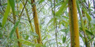 bambus zimową porą i zółotzłote zrewniałe pędy bambusa. Na zielonych liściach śnieg
