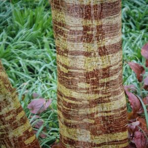 Kolorowy pień drzewa Borusencja papierowa (Broussonetia papyrifera)