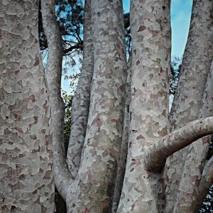 Drzewo iglaste o atrakcyjnie łuszczącej się korze. Sosna plamistokora (P. bungeana