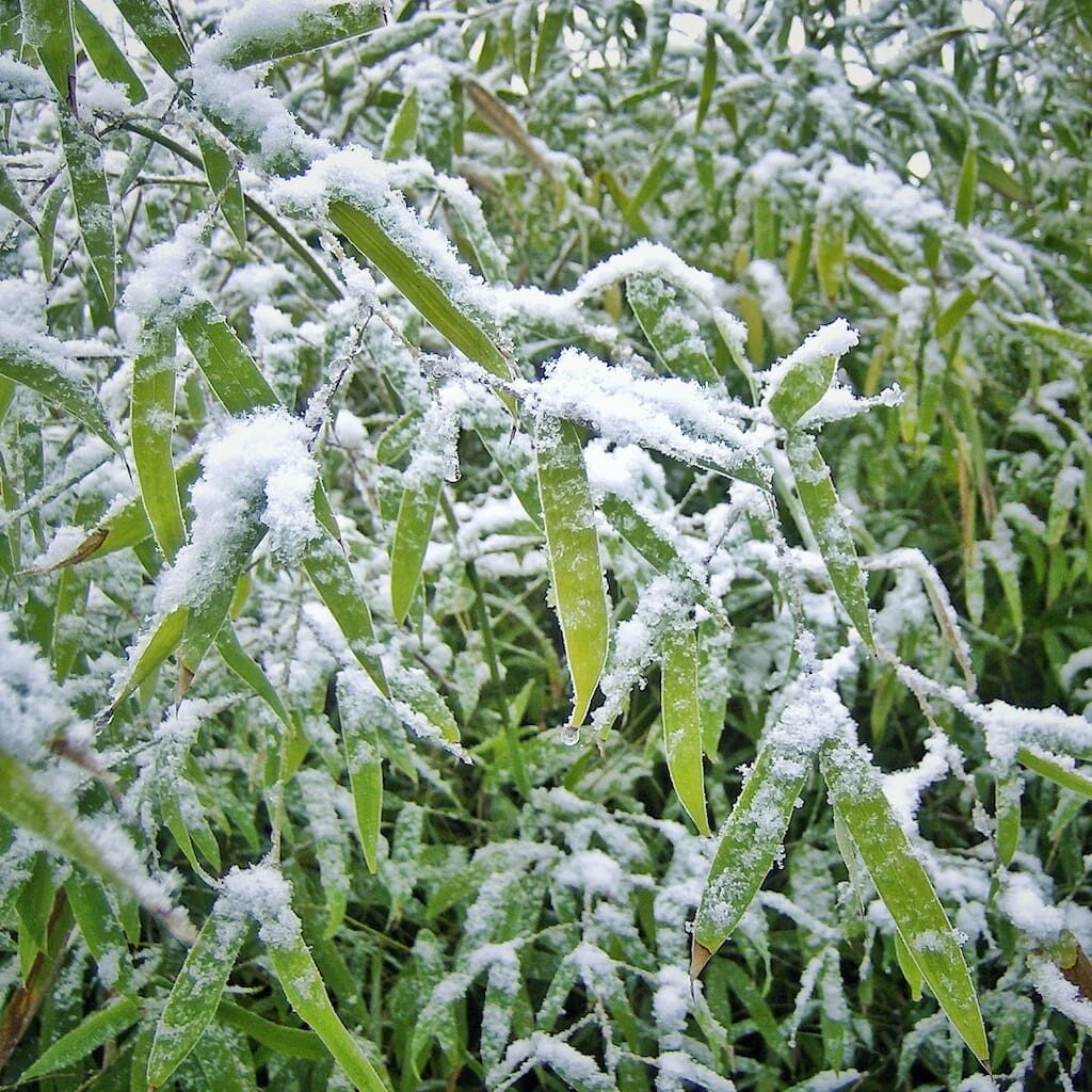 Zdjęcie pokazuje krzak bambusa pokryty śniegiem.