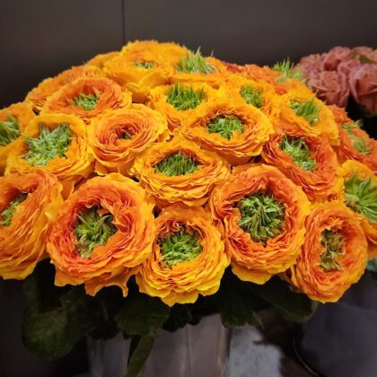 Róże w nietypowym kształcie i kolorystyce. Środek jest jasnozielony, a obrzeże pomarańczowożółte na wystawie ogrodniczej IPM Essen 2023