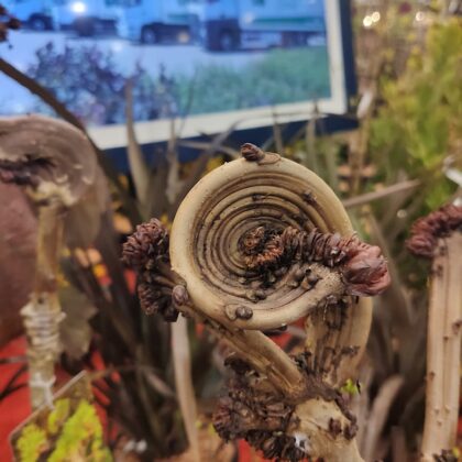 Fantazyjnie zwinięty w spiralę pęd kasztanowca na wystawie. zdjęcia z wystawy ogrodniczej ipm essen