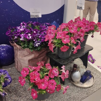 Kwitnące na różowo i fioletowo petunie w szarych donicachna wystawie IPM Essen 2023