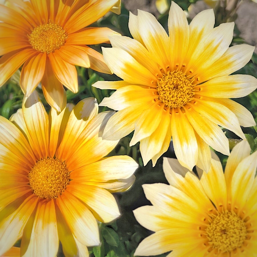 Kwiat zdobywca złotego medalu Fleuroselectu. Złotożółte kwiaty Gazanii Zany