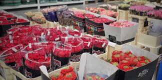Różnokolorowe róże przygotowane to sprzedaży online