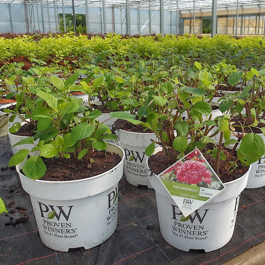 Białe markowe doniczki produkcyjne w których rosną rośliny w szkółce roślin ozdobnych