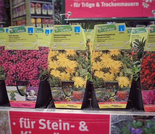 Niemiecki rynek kwiatów i roślin ozdobnych. Kwiaty w donicach przygotowane go dprzedaży