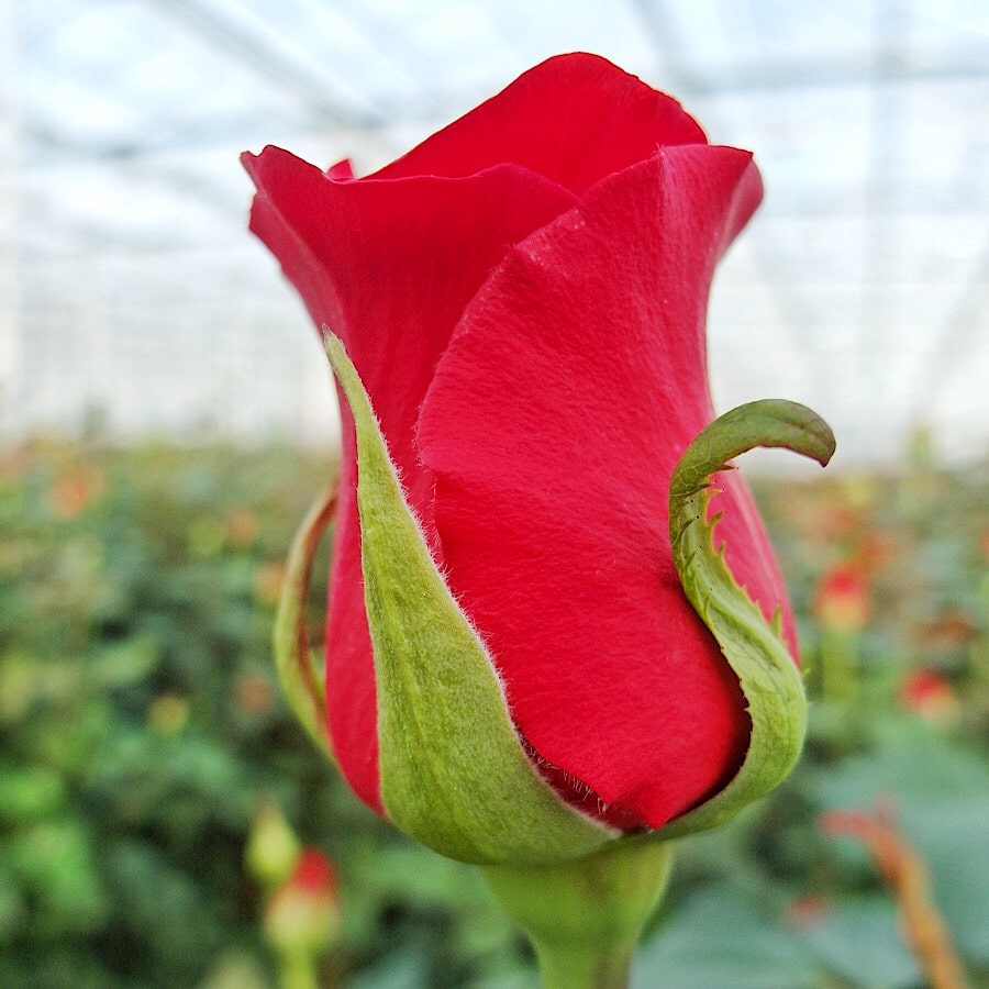 Pąk czerwonej róży. Rynek kwiatów przed walentynmami to spadek sprzedaży róż.