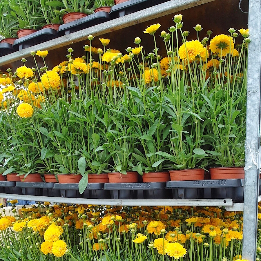 żółte kwiaty w doniczkach przygotowane do sprzedaży i transportu