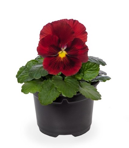 Bratki Delta® Pro 'Clear Red o czerwonych kwiatach