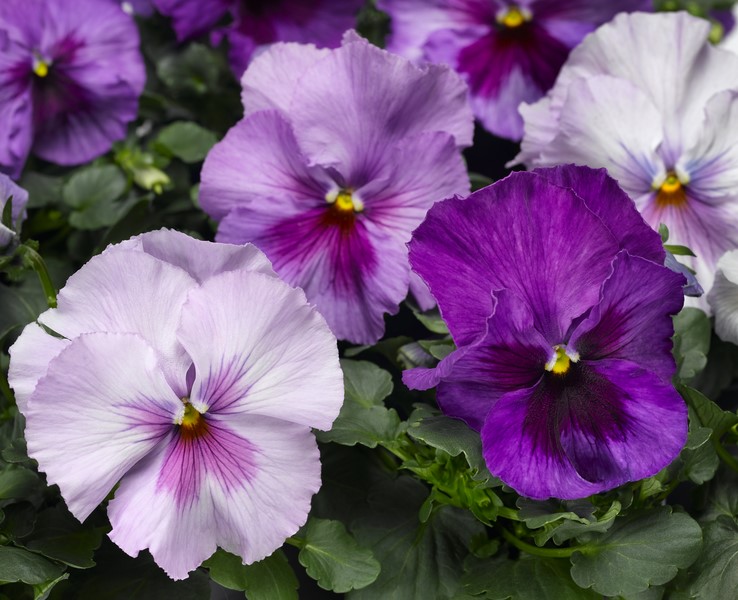 Bratki Delta® Pro 'Lavender Blue Shades' o fioletowych kwiatach