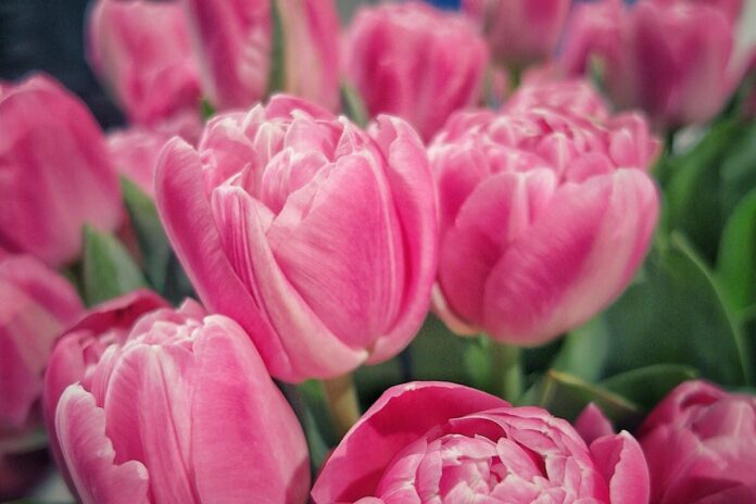 Jakie kwiaty na dzień kobiet? Różowe tulipany