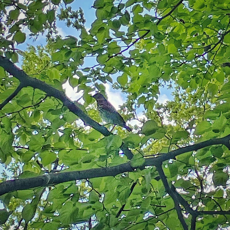 Ptak na gałęzi w lesie