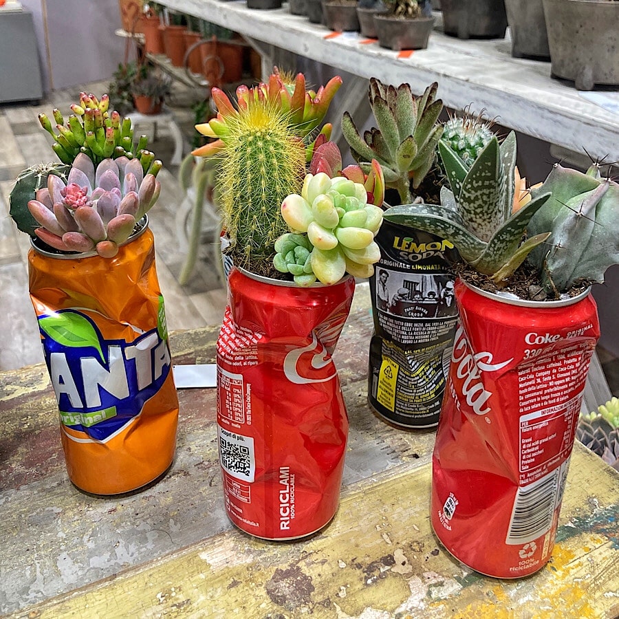 Kaktusy i inne sukulenty uprawiane w pustych puszkach po Coca-Coli i Fancie