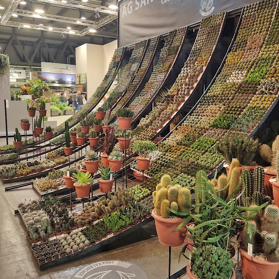 Efektowna prezentacja kaktusów i innych sukulentów przez firmę AG Sanremo
