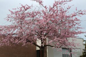 Sakura. wiśnia piłkowana 'Kanzan' o różowych kwiatach