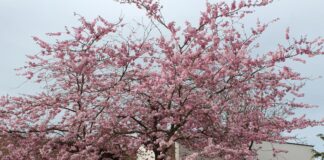 Sakura. wiśnia piłkowana 'Kanzan' o różowych kwiatach