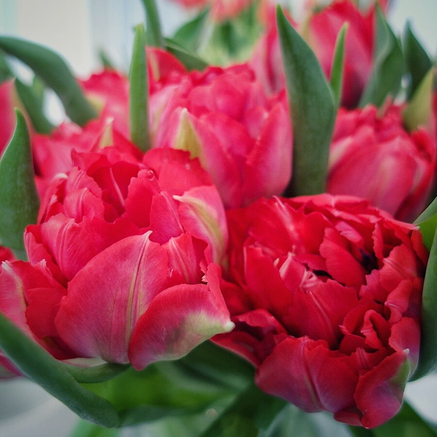 Tulipany w kolorze czerwonym. Kwiaty na Dzień Kobiet