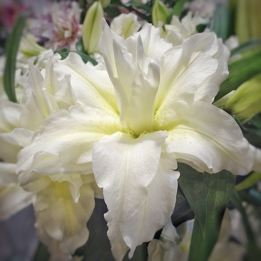 Biały kwiat lilii na ósmego marca