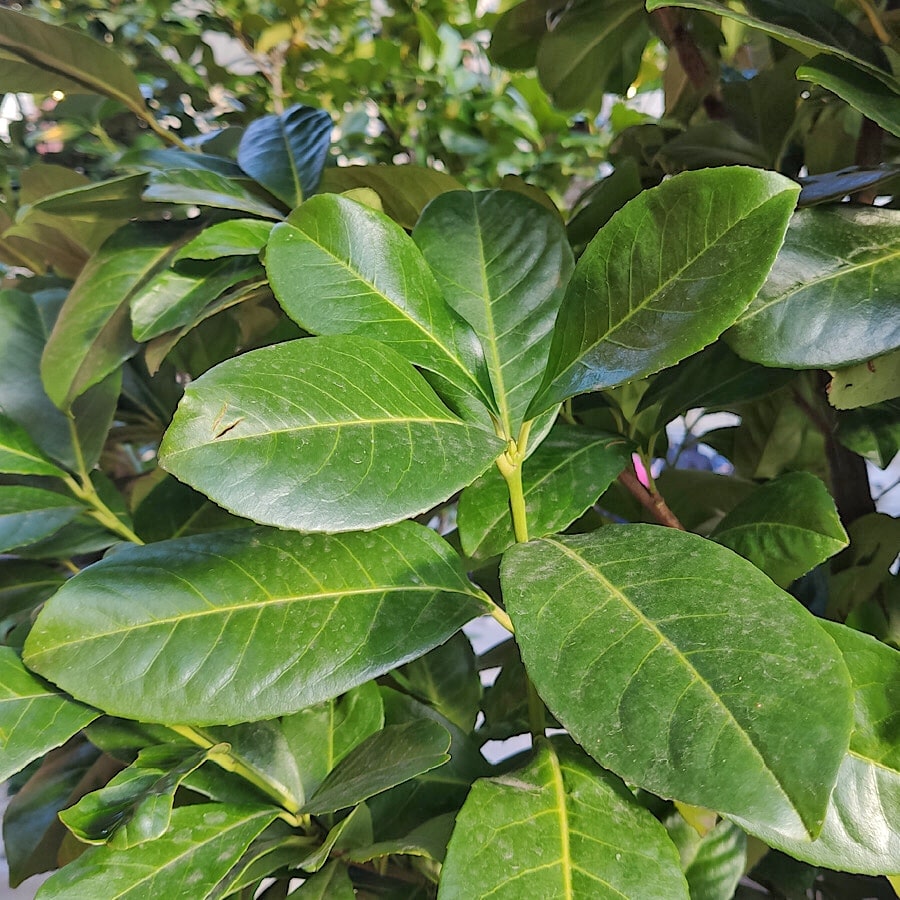 liście laurowiśni wschodniej