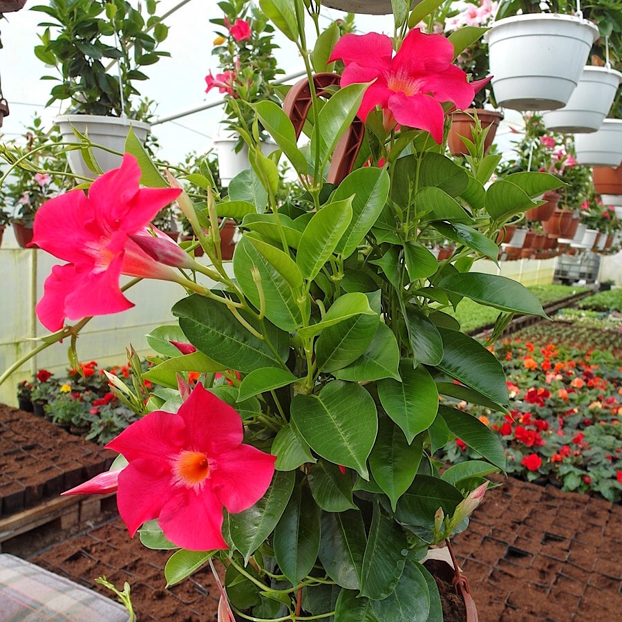 Mandewila Odmiana Sundaville® Grand ‘Rose’ o ciemnoróżowych kwiatach