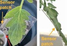 sensor do monitorowany upraw najlejony na spodnią część liścia