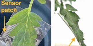 sensor do monitorowany upraw najlejony na spodnią część liścia