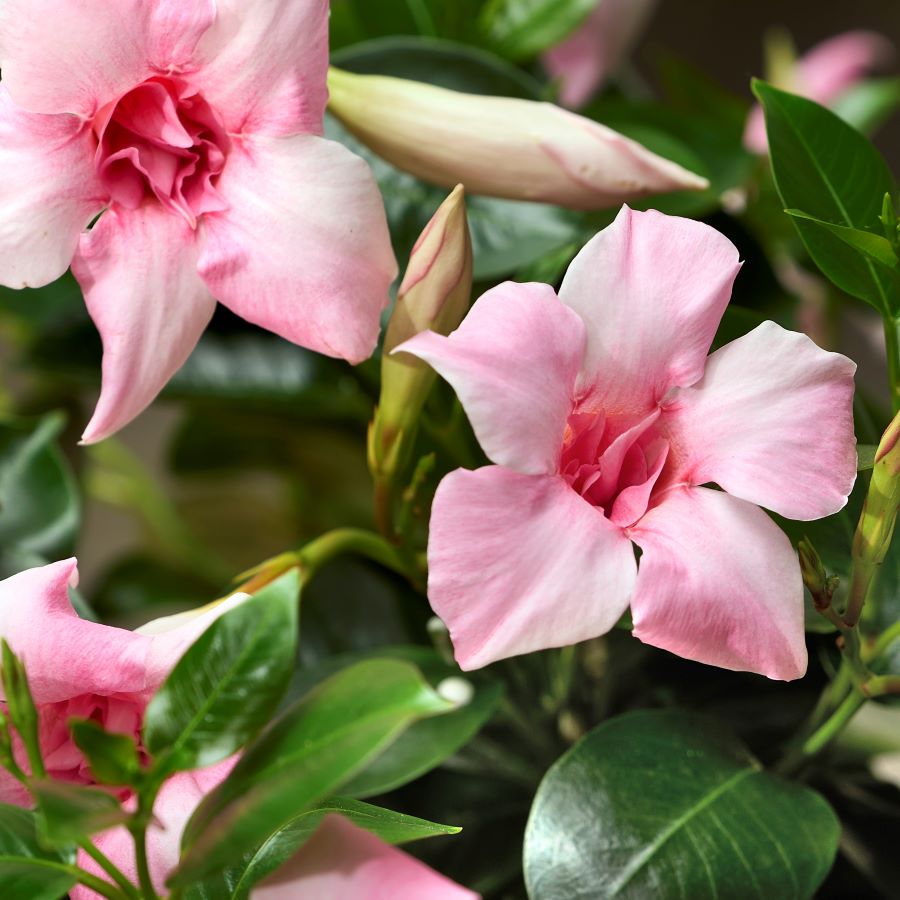 mandewila Sundaville® ‘Double Blush Pink’ o różowych, pełnych kwiatach
