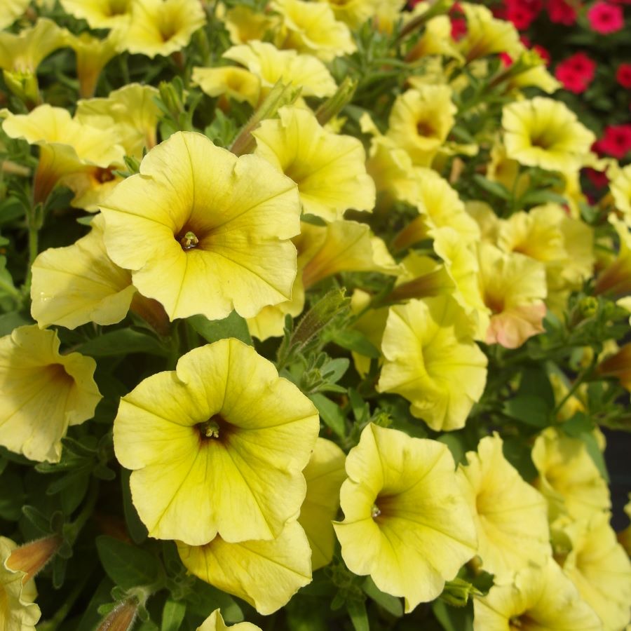 petunia Supertunia® Mini Vista™ o żółtych kwiatach