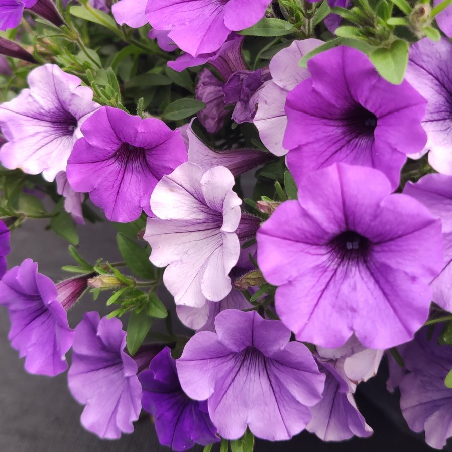 Petunia Supertunia® Mini Vista™ 'Blue Violet' o fioletowych kwiatach