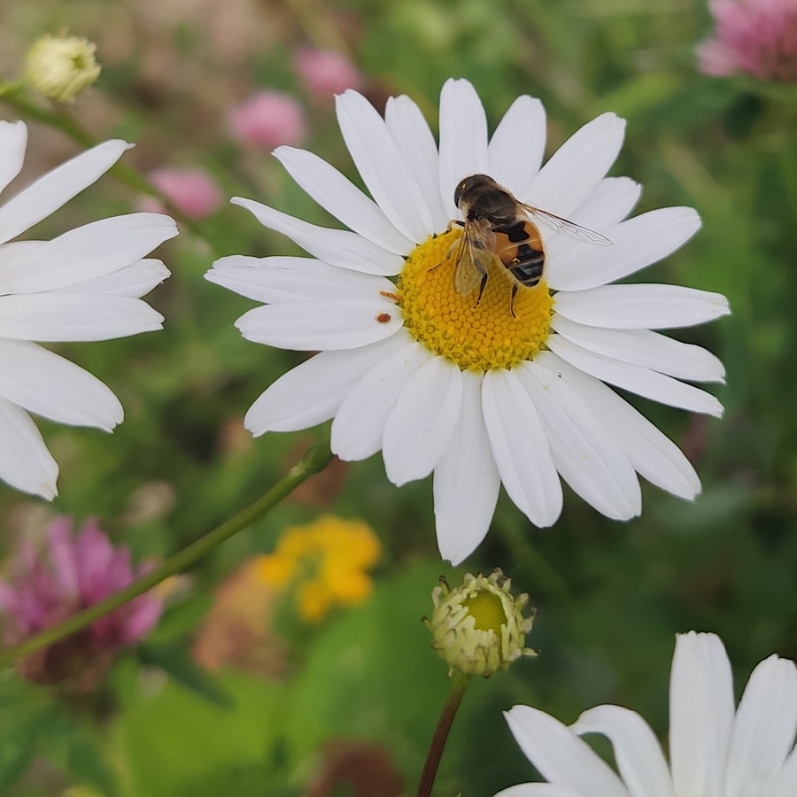 Pszczoły na kwiatach rumianku