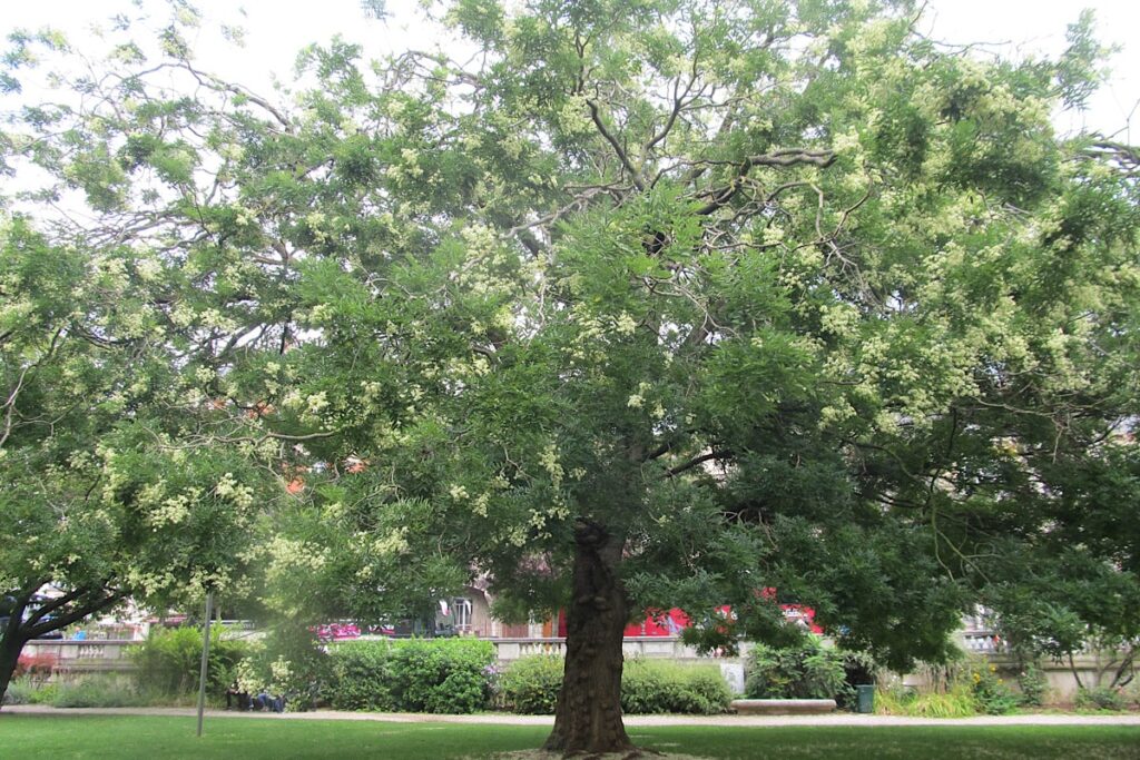 drzewo perełkowiec japoński