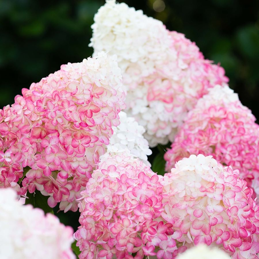 Biało-różowe kwiatostany hortensji bukietowej Living Pink & Rose® z kolekcji Living Creations®, 