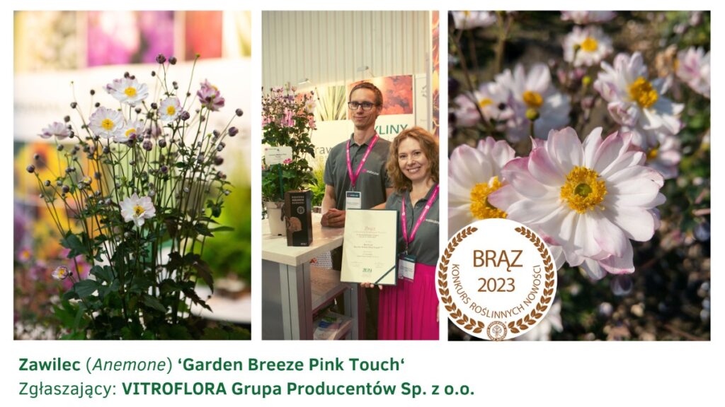 Zawilec Garden Breeze Pink Touch z firmy Vitroflora zdył brązowy medal w Konkursie Roślinnych Nowości