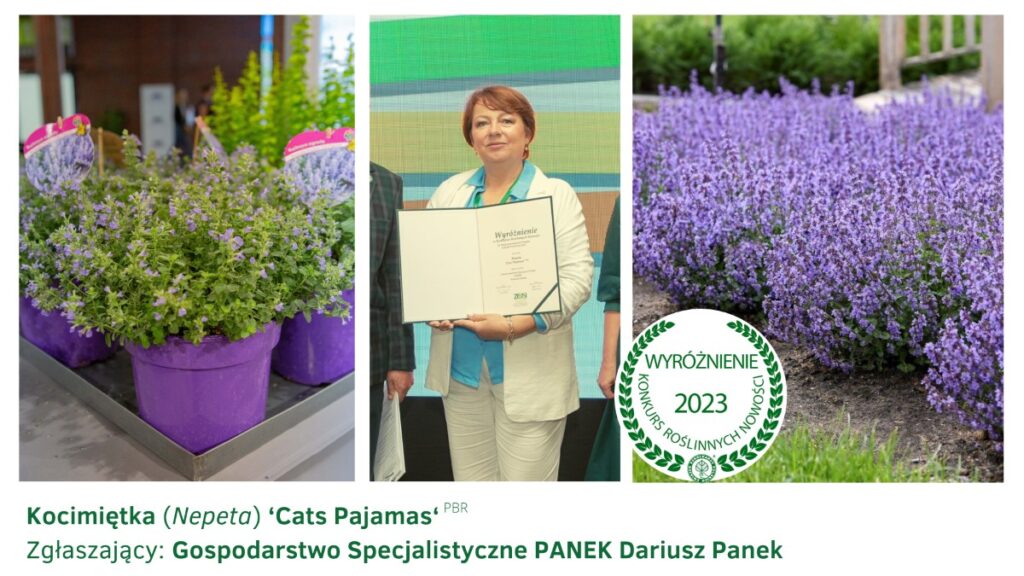 Anna Panek z wyróżnieniem za kocimiętkę ‘Cats Pajamas’PBR w Konkursie roślinnych Nowości 2023