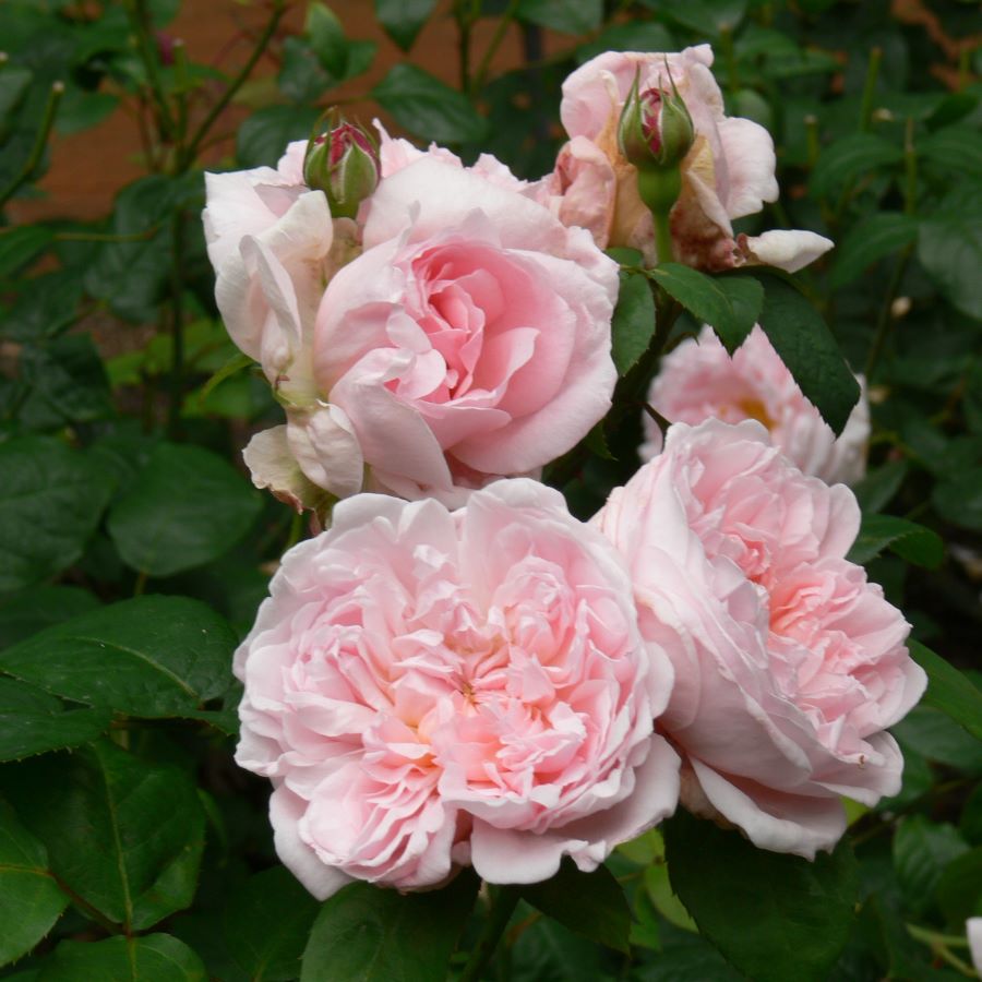 Angielska róża Ausmak Elegante w kolorze różowym o pełnych kwiatach