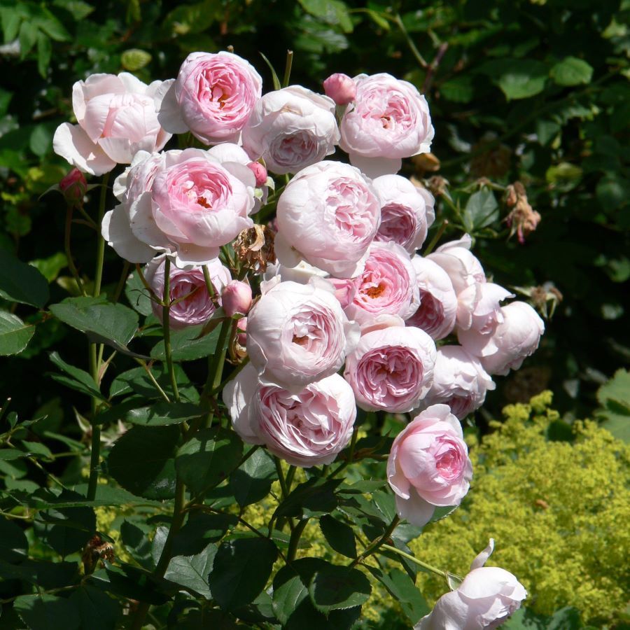 Angielskie róże o kształcie kwiatów przypominającym piwonie