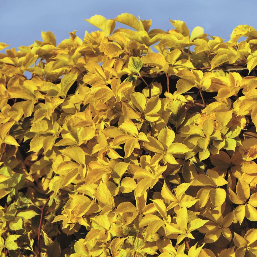 Winobluszcz pięciolistkowy ‘Yellow Wall’PBR o żółtych liściach