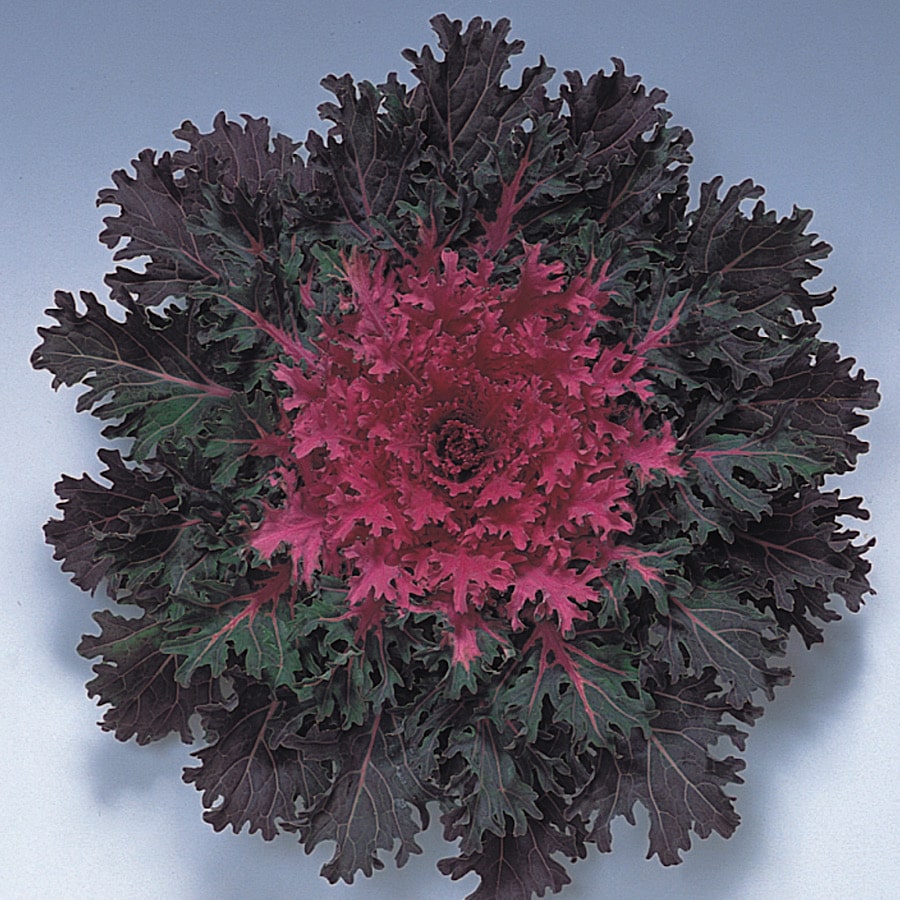 Kapusta ozdobna Coral Queen o purpurowo-różowych liściach