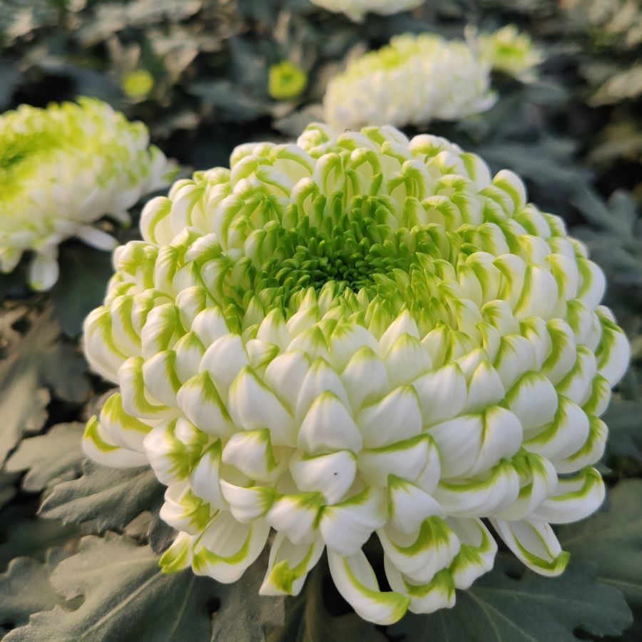 chryzantema o dużych kulistych kwiatostanach, białych płatkach z zieloną obwódką