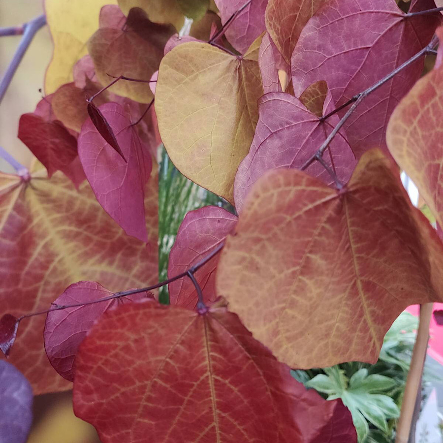 Targi GrootGroenPlus czerwone przebarwione liście