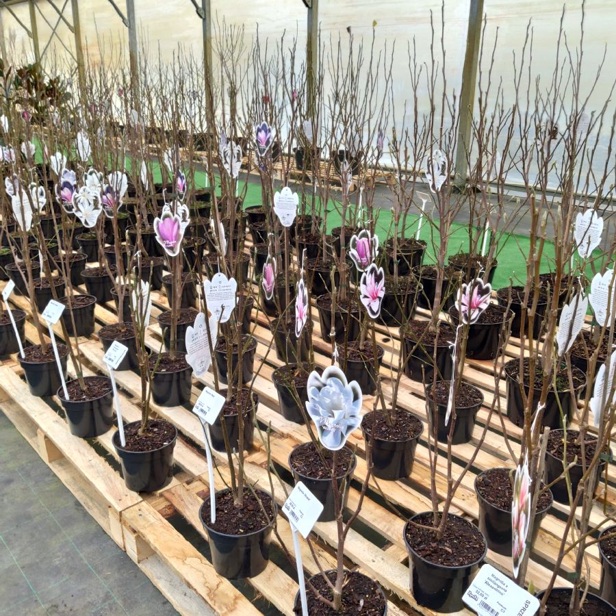 magnolie w doniczkach do sprzedaży