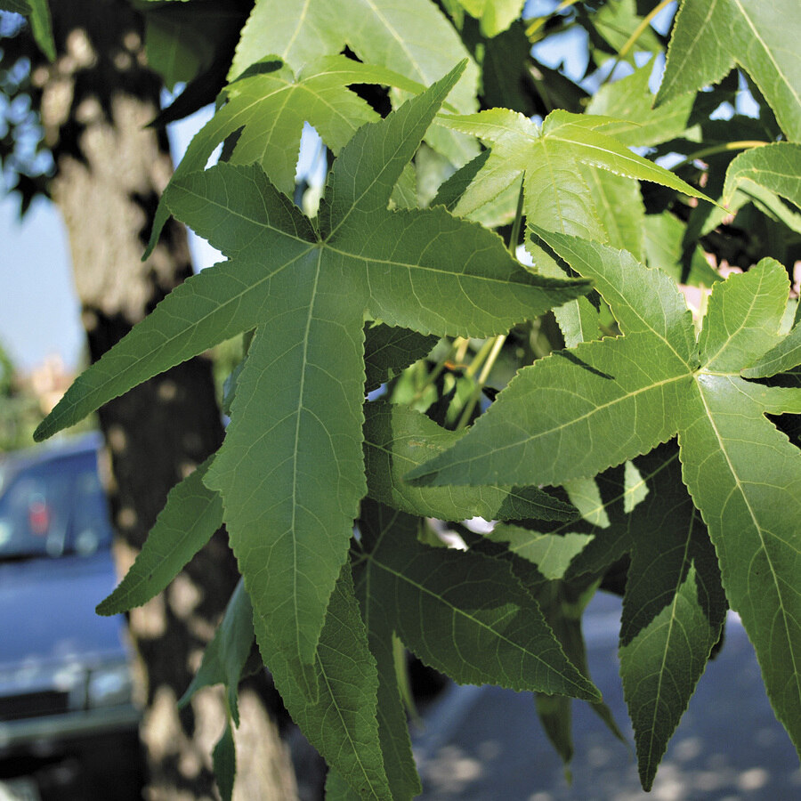 Zielone liście ambrowca amerykańskiego
