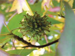 Owoc ambrowca amerykańskiego