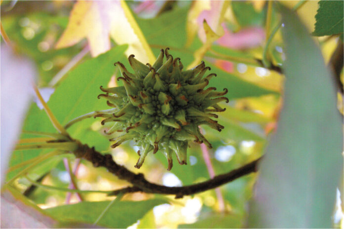 Owoc ambrowca amerykańskiego
