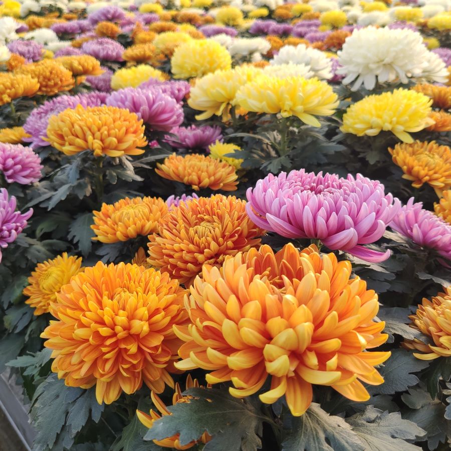 kolorowe chryzantemy o dużych kwiatostanach