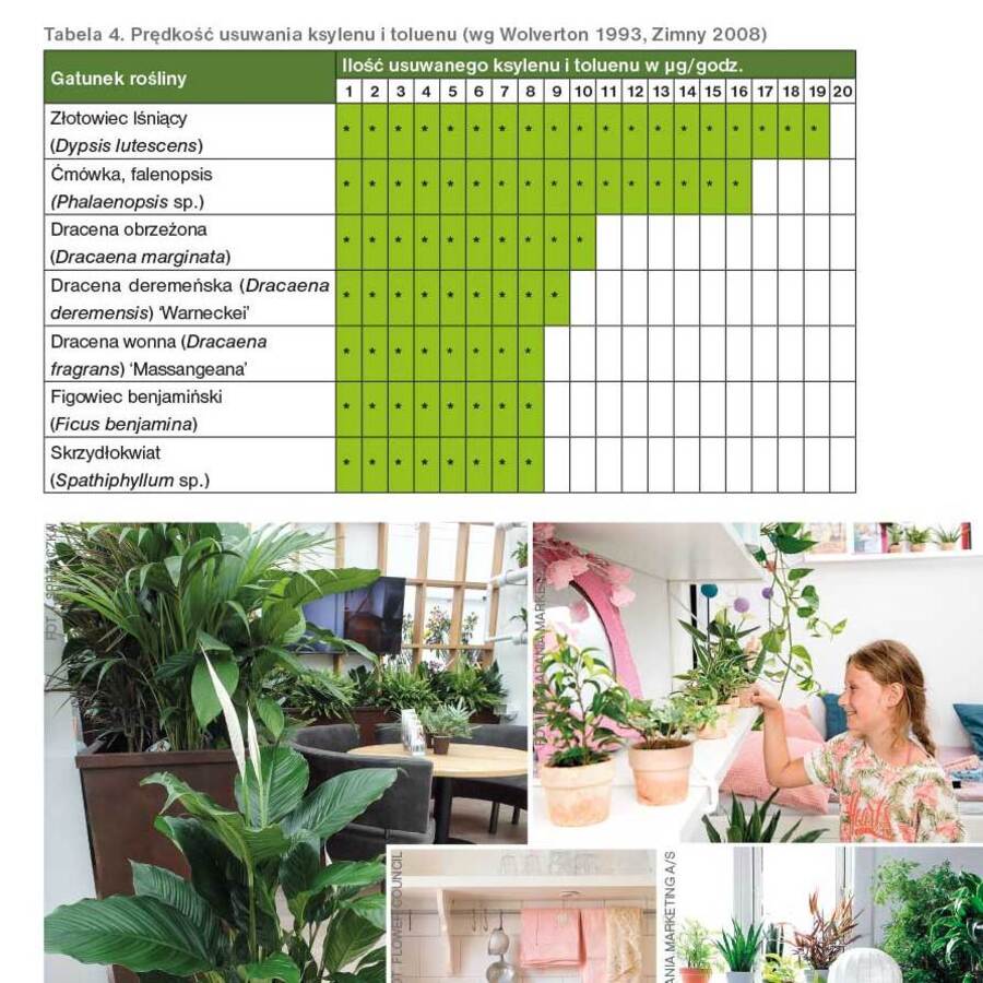 Strona z książki o roślinach oczyszczających powietrze - tabela predkości usuwania ksylenu i toluenu przez poszczególne gatunki