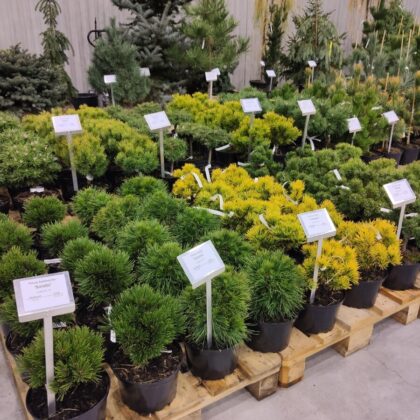 Silesia Plants 2023